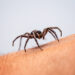 Which two fears do we inherit from birth?